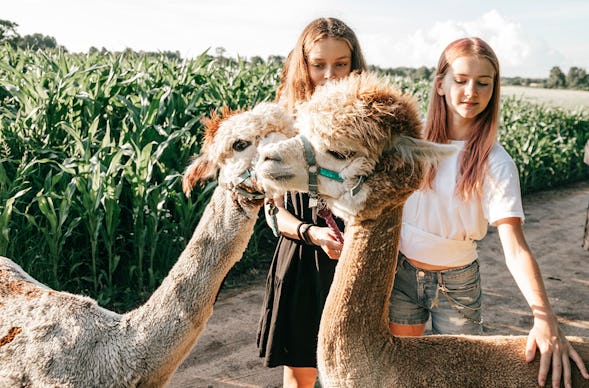 Alpaka Wanderung für 2